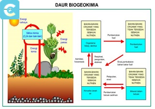 Daur Biogeokimia
