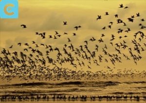 migrasi burung
